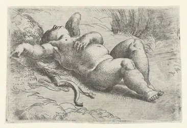 Sova cupid