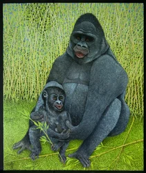 Gorillor
