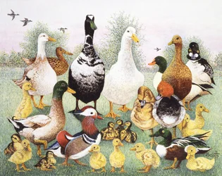 Hej Ducks