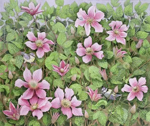 Nesting in Clematis (olja på duk)