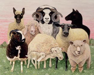 Shepherds glädje