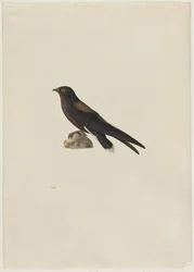 Taggstjärtseglare (Hirundapus caudaculus)