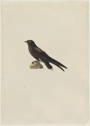 Taggstjärtseglare, Hirundapus caudacutus, 1800-talet.