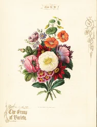 Bukett av vit ros, dahlia, nasturtium, auricula.