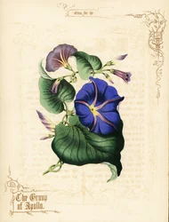 Morning glory blommor och bladverk.