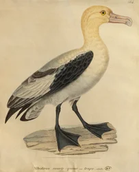 Albatross med kort stjärt