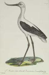 White-Headed Avocet, tidigt 1800-tal (färggravyr)