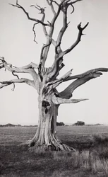 Dött träd, Romney Marsh