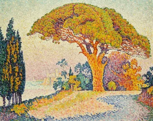 Pinjeträd i Bertaud, Saint-Tropez