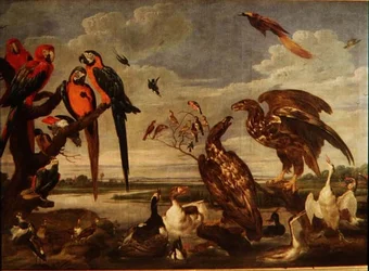 131-0059359 Variety of Birds
