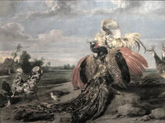 Påfågel och kämpande tuppar