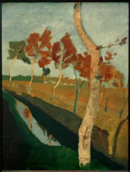 Björkar vid diket i myrmarken