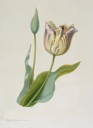 Tulipa, Tulip, c1840-1880.