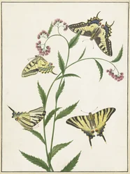 Fyra fjärilar på blommor