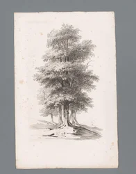 Grupp med fem träd Principer för landskap (serietitel) Principles de paysages (serietitel)