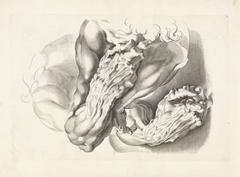 Anatomiska studier av vapen Ritboken av Peter Paul Rubens (serietitel)