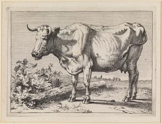 Ko med vridet horn