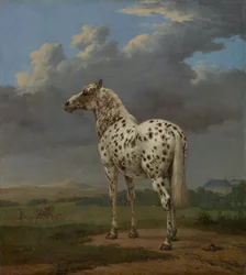 Skäckig häst, ca 1654