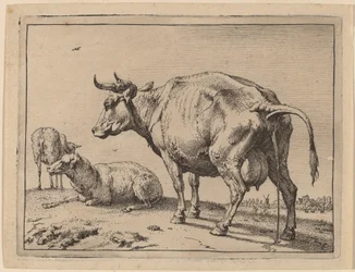 Pissande ko
