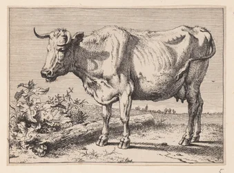 Kon med skrynkligt horn, från Olika oxar och kor