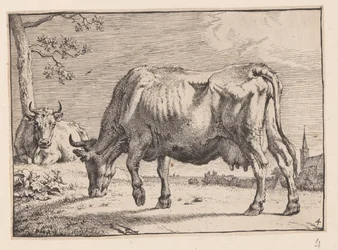 Den betande kon, från Various Oxen and Cows