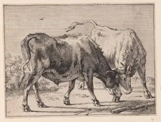 Två oxar som slåss, från Various Oxen and Cows