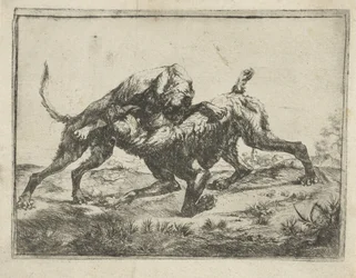 kamphundar