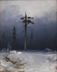 Träd i en vintrig skog