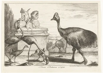 Kasuar, lila sothöns och flamingos 1. Bleuets 2 Becharoux 3. Casuels (titel på objekt) Fåglar från menageriet i Versailles (serietitel)