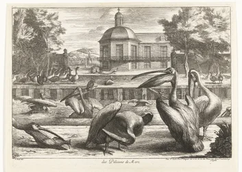 Pelikaner des Pelicans de Mere (titel på objekt) Fåglar från menageriet i Versailles (serietitel)