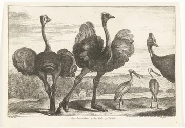 Strutsar, Kasuar och Skednäbb 1. Autrucherna. 2. des Pals. c. tillfällig Fåglar från menageriet i Versailles (serietitel)