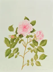 Rosa var: Gertrude Jekyll (watercolor)