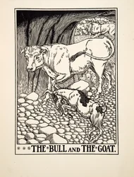 Tjuren och geten, från Aesops hundra fabler, pub.1903 (gravyr)