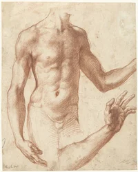 Studie av en torso Studie av en ung mans överkropp