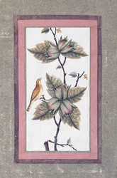 Fågel- och blomsterstudie, c.1780