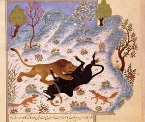 Lejon attackerar en tjur Page of a Kalila och Dimna