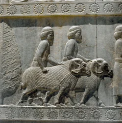 Sogdians ger gåvor till Darius I . Reliefer av den östra trappan i Apadana, 600-talet f.Kr