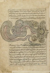 The Sea-SerpentDragon (al-Tannin), folio från Ajaib al-makhluqat (Skapelsens under) av al-Qazvini, Irak eller östra Turkiet (ogenomskinlig akvarell, bläck, guld och silver på papper)