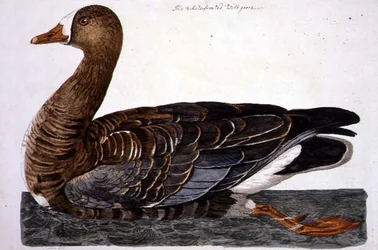 The White-Fronted Goose (Anser albifrons) tallrik från 
