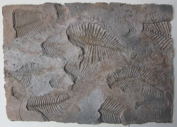 Livstecken XIV