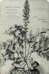 Acanthus Spinosus, Presentationsteckningar