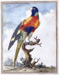 Plåt VII