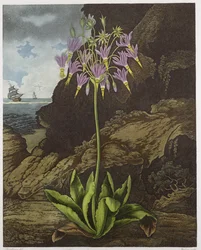 American Cowslip, graverad av Warner, från "The Temple of Flora" av Robert Thornton, pub. 1812
