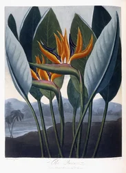 Drottningen, 1796-1807