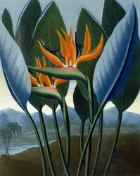 Drottningen, graverad av R. Cooper, från "The Temple of Flora" av R.J. Thornton, pub. 1807