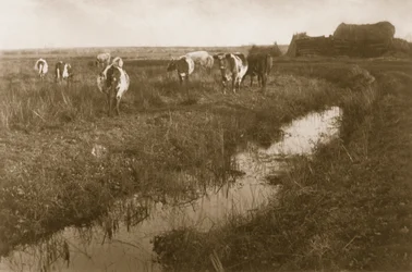Boskap på träsket, c.1886