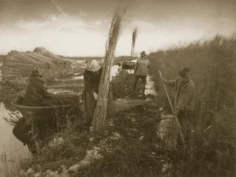 Under skörden av rörflen, liv och landskap på Norfolk Broads, ca 1886