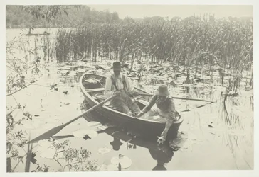 Samla näckrosor