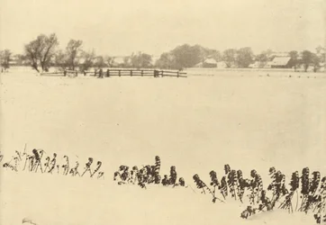 Marsh Weeds,i eller före 1895 (foto)
