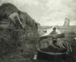 Ricking the Reed, ca 1885 (platinatryck)
